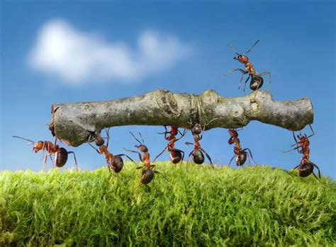 神明踩爐 螞蟻的介紹